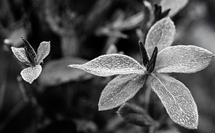  冬の草花の写真